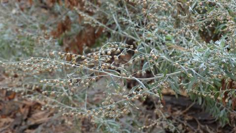 Fotografia da espécie Artemisia absinthium