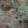 Fotografia 6 da espécie Artemisia absinthium do Jardim Botânico UTAD