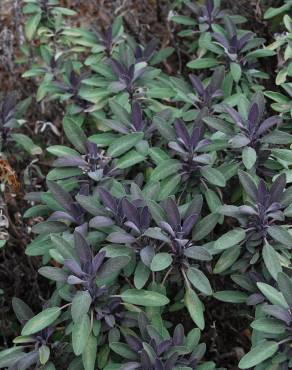 Fotografia 2 da espécie Salvia officinalis var. purpurascens no Jardim Botânico UTAD