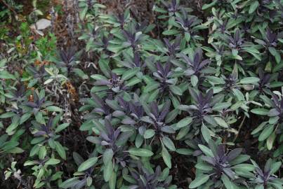 Fotografia da espécie Salvia officinalis var. purpurascens