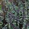 Fotografia 2 da espécie Salvia officinalis var. purpurascens do Jardim Botânico UTAD