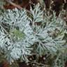 Fotografia 7 da espécie Artemisia absinthium do Jardim Botânico UTAD