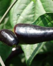 Fotografia da espécie Capsicum annuum