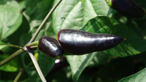 Fotografia da espécie Capsicum annuum