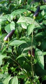 Fotografia da espécie Capsicum annuum