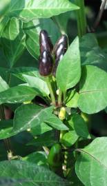 Fotografia da espécie Capsicum annuum