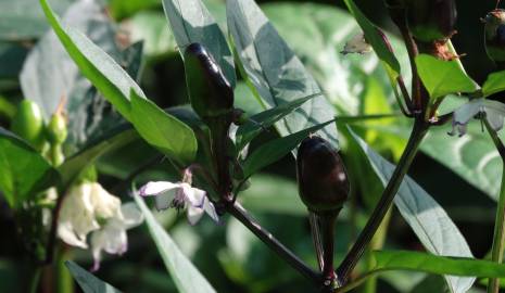 Fotografia da espécie Capsicum annuum