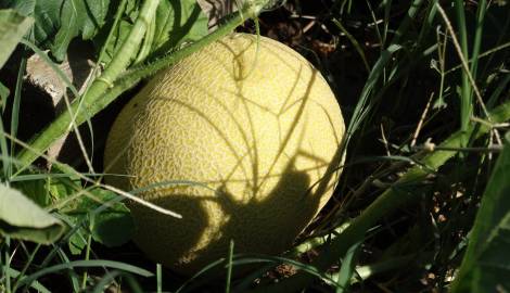 Fotografia da espécie Cucumis melo