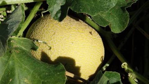 Fotografia da espécie Cucumis melo