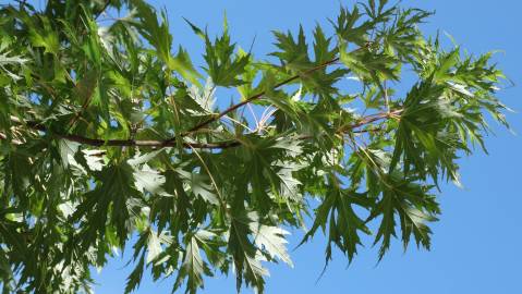 Fotografia da espécie Acer saccharinum