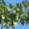 Fotografia 5 da espécie Acer saccharinum do Jardim Botânico UTAD