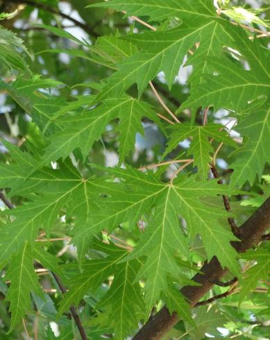 Fotografia de capa Acer saccharinum - do Jardim Botânico