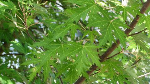 Fotografia da espécie Acer saccharinum