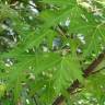 Fotografia 1 da espécie Acer saccharinum do Jardim Botânico UTAD