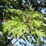 Fotografia 6 da espécie Acer saccharinum do Jardim Botânico UTAD