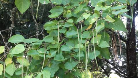 Fotografia da espécie Catalpa bignonioides