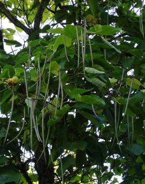 Fotografia 5 da espécie Catalpa bignonioides no Jardim Botânico UTAD