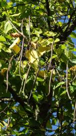 Fotografia da espécie Catalpa bignonioides