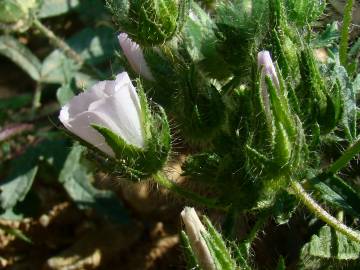 Fotografia da espécie Althaea hirsuta