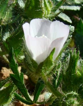 Fotografia 1 da espécie Althaea hirsuta no Jardim Botânico UTAD