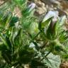 Fotografia 3 da espécie Althaea hirsuta do Jardim Botânico UTAD