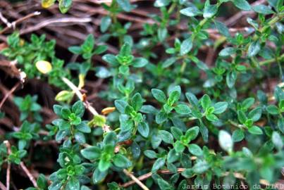 Fotografia da espécie Thymus x citriodorus