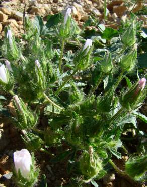 Fotografia 4 da espécie Althaea hirsuta no Jardim Botânico UTAD