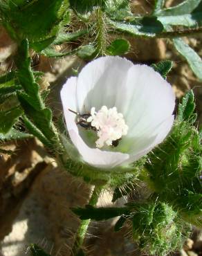 Fotografia 5 da espécie Althaea hirsuta no Jardim Botânico UTAD