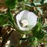 Fotografia 5 da espécie Althaea hirsuta do Jardim Botânico UTAD