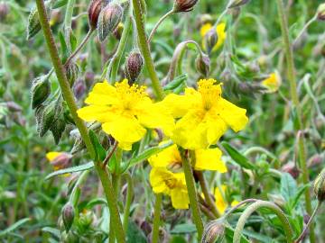 Fotografia da espécie Helianthemum apenninum subesp. stoechadifolium