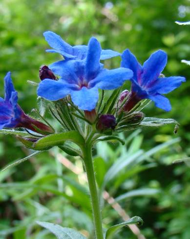 Fotografia de capa Aegonychon purpurocaeruleum - do Jardim Botânico