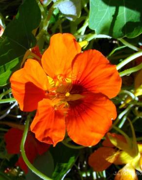 Fotografia 1 da espécie Tropaeolum majus no Jardim Botânico UTAD