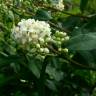 Fotografia 6 da espécie Ligustrum vulgare do Jardim Botânico UTAD