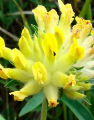 Anthyllis vulneraria subesp. alpestris