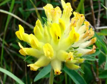 Fotografia da espécie Anthyllis vulneraria subesp. alpestris