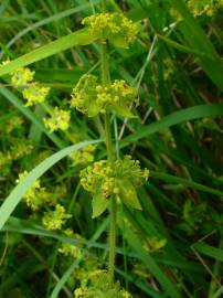 Fotografia da espécie Galium verum subesp. verum