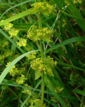 Fotografia 3 da espécie Galium verum subesp. verum no Jardim Botânico UTAD