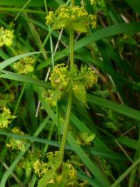 Fotografia da espécie Galium verum subesp. verum