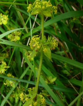 Fotografia 4 da espécie Galium verum subesp. verum no Jardim Botânico UTAD