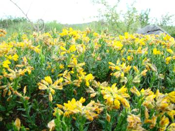 Fotografia da espécie Genista hispanica subesp. hispanica