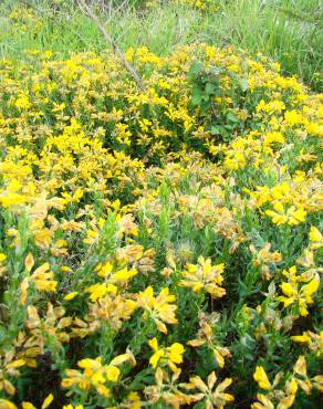 Fotografia 3 da espécie Genista hispanica subesp. hispanica no Jardim Botânico UTAD