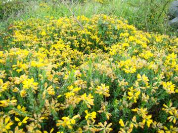 Fotografia da espécie Genista hispanica subesp. hispanica