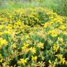 Fotografia 3 da espécie Genista hispanica subesp. hispanica do Jardim Botânico UTAD