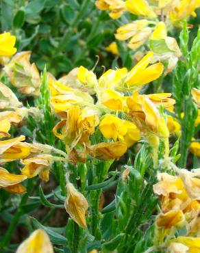 Fotografia 4 da espécie Genista hispanica subesp. hispanica no Jardim Botânico UTAD