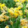 Fotografia 4 da espécie Genista hispanica subesp. hispanica do Jardim Botânico UTAD