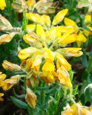 Fotografia da espécie Genista hispanica