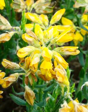 Fotografia 1 da espécie Genista hispanica subesp. hispanica no Jardim Botânico UTAD