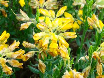 Fotografia da espécie Genista hispanica subesp. hispanica