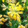 Fotografia 1 da espécie Genista hispanica subesp. hispanica do Jardim Botânico UTAD