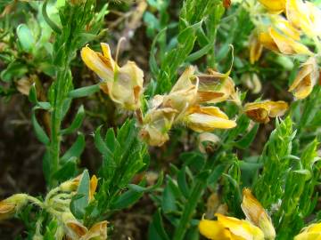 Fotografia da espécie Genista hispanica subesp. hispanica